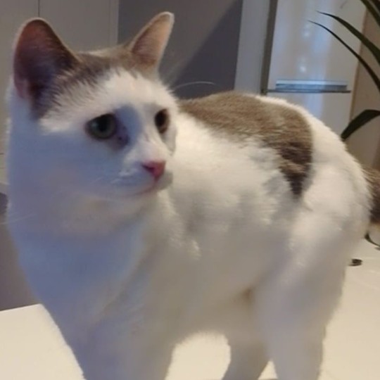 Gretta DSH lost 27 sep